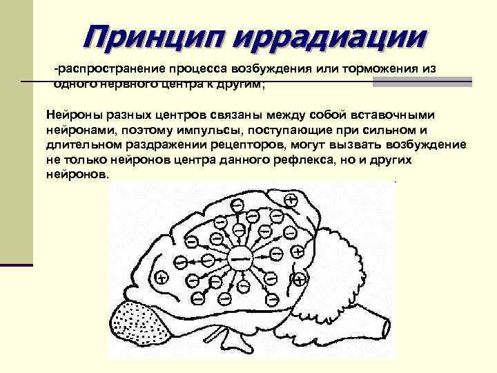 Принцип иррадиации -распространение процесса возбуждения или торможения из одного нервного центра к другим; Нейроны