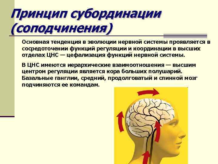 Принцип субординации (соподчинения) Основная тенденция в эволюции нервной системы проявляется в сосредоточении функций регуляции