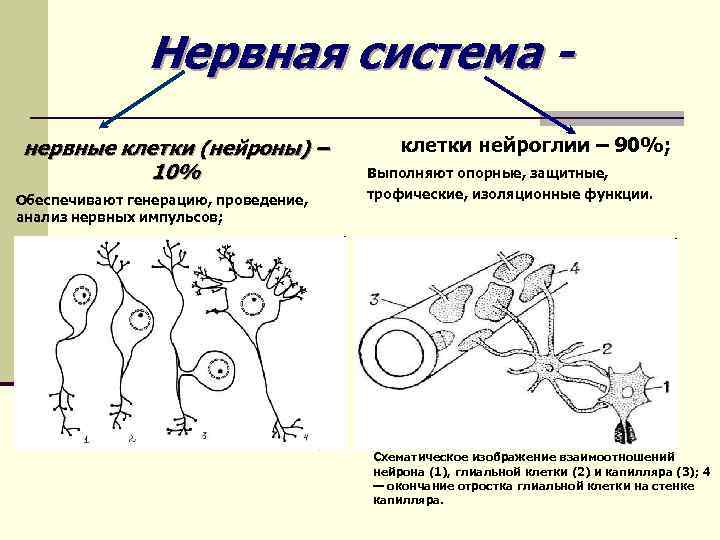 Нервная система нервные клетки (нейроны) – 10% Обеспечивают генерацию, проведение, анализ нервных импульсов; клетки