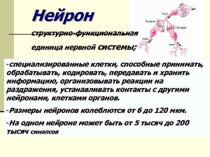 Нейрон структурно-функциональная единица нервной системы; -специализированные клетки, способные принимать, обрабатывать, кодировать, передавать и хранить