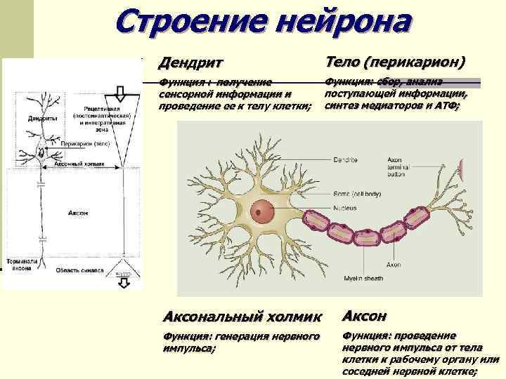 Строение нейрона Дендрит Тело (перикарион) Функция : получение сенсорной информации и проведение ее к