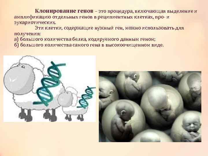 Клонирование генов – это процедура, включающая выделение и амплификацию отдельных генов в реципиентных клетках,