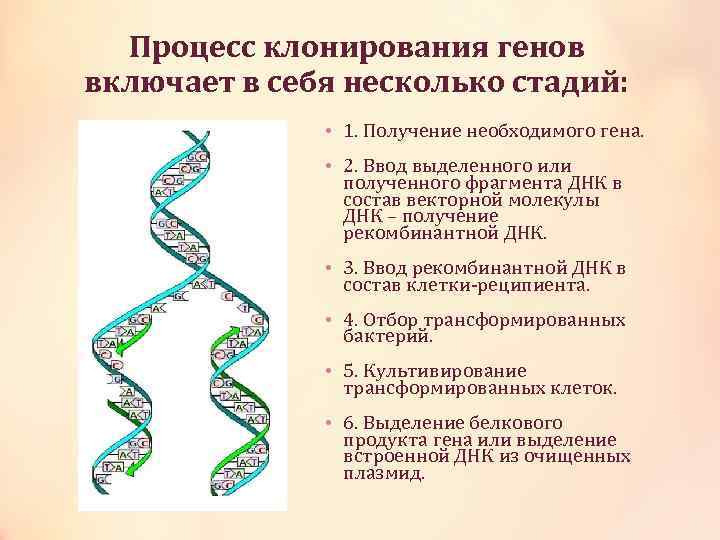 Ген это фрагмент днк. Клонирование ДНК. Процесс клонирования ДНК. Метод клонирования ДНК. Молекулярное клонирование генов.