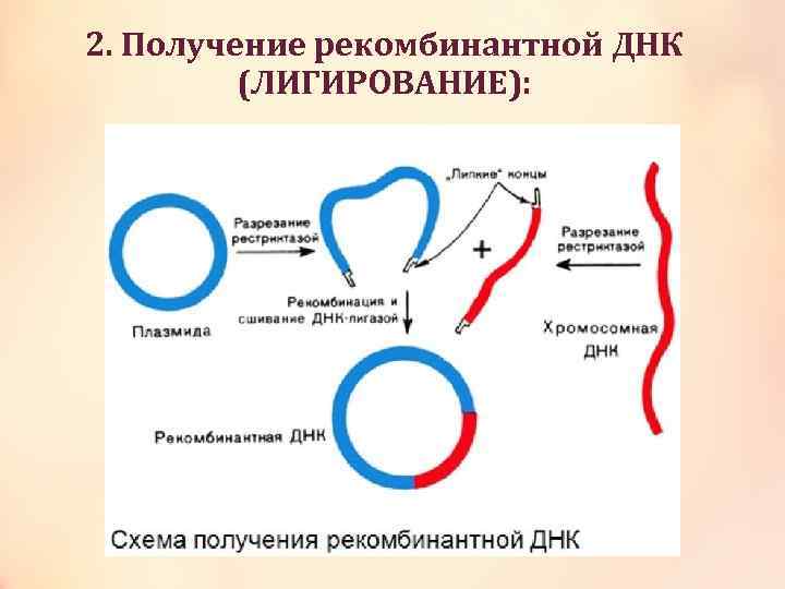 2. Получение рекомбинантной ДНК (ЛИГИРОВАНИЕ): 