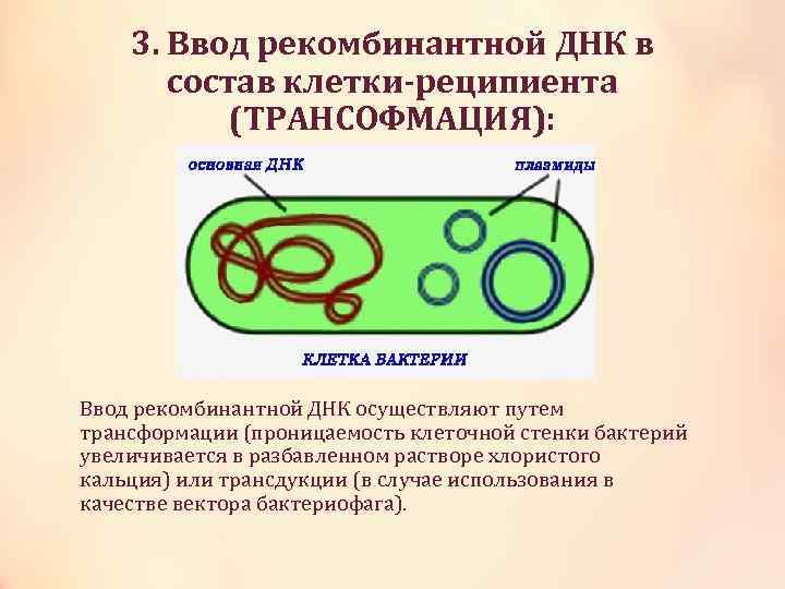 3. Ввод рекомбинантной ДНК в состав клетки-реципиента (ТРАНСОФМАЦИЯ): Ввод рекомбинантной ДНК осуществляют путем трансформации