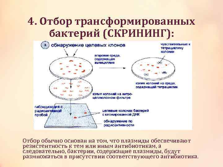 4. Отбор трансформированных бактерий (СКРИНИНГ): Отбор обычно основан на том, что плазмиды обеспечивают резистентность