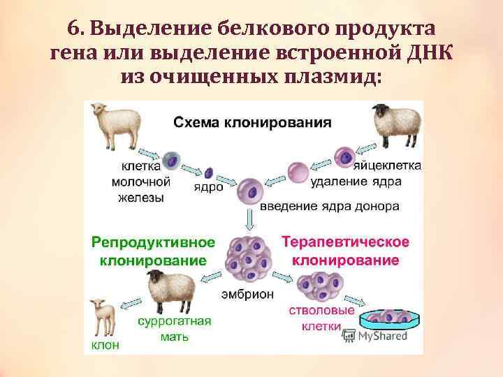 Клонирование терапевтическое схема