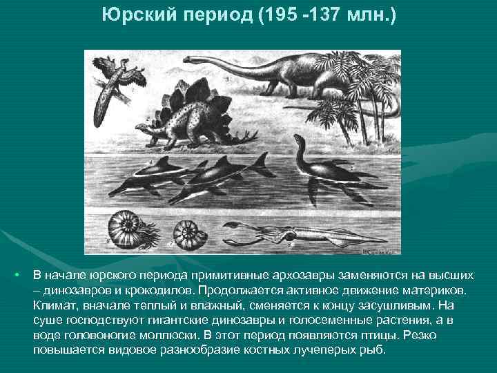 Юрский период (195 -137 млн. ) • В начале юрского периода примитивные архозавры заменяются