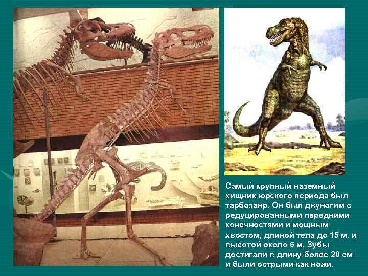 Самый крупный наземный хищник юрского периода был тарбозавр. Он был двуногим с редуцированными передними