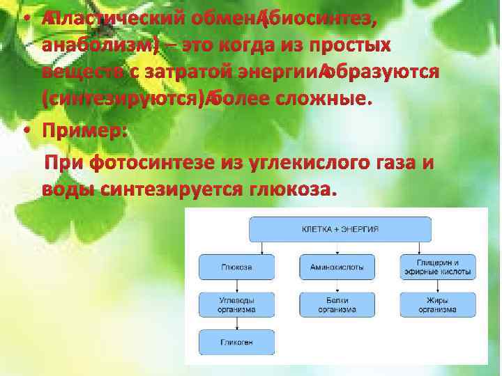 Обмен веществ фотосинтез биосинтез. Пластический обмен. Пластический обмен Биосинтез. Фазы пластического обмена. Уравнение пластического обмена.