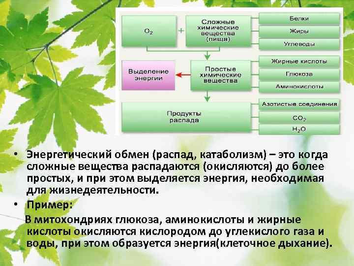  • Энергетический обмен (распад, катаболизм) – это когда сложные вещества распадаются (окисляются) до