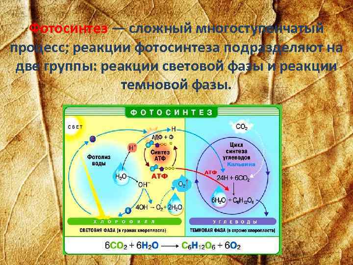 Преобразование энергии в световой фазе