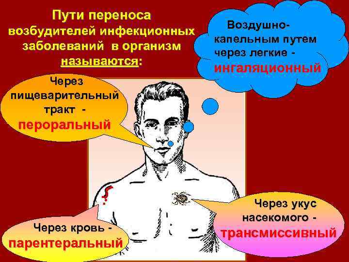 Пути переноса возбудителей инфекционных заболеваний в организм называются: Через пищеварительный тракт - Воздушнокапельным путем