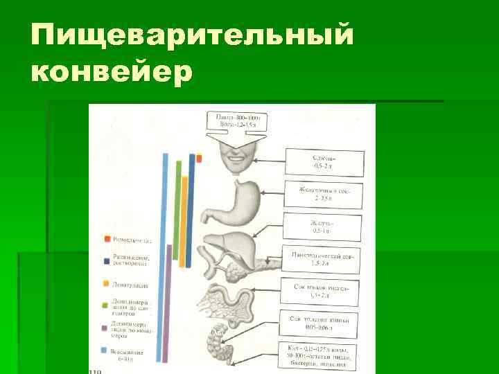 Пищеварительный конвейер 