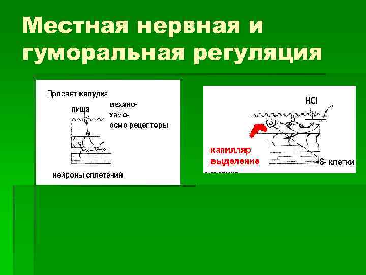 Местная нервная и гуморальная регуляция 