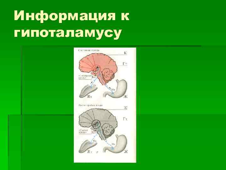 Информация к гипоталамусу 