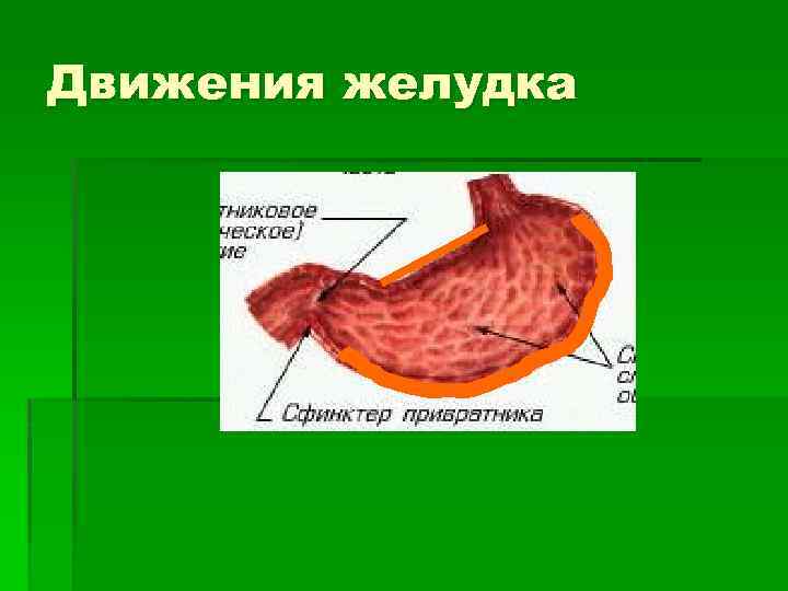 Движения желудка 