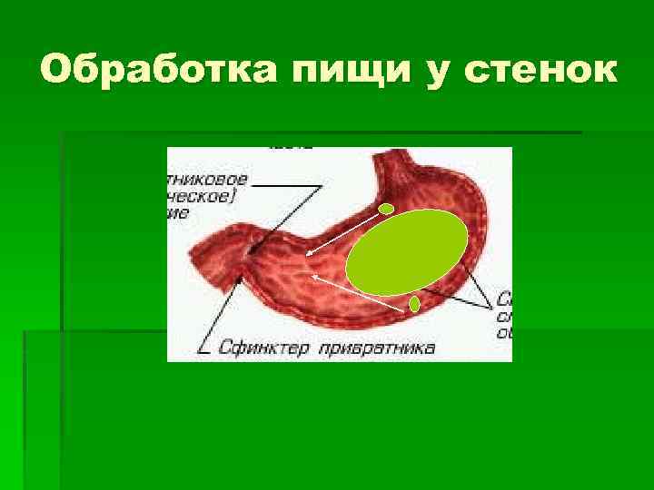 Обработка пищи у стенок 