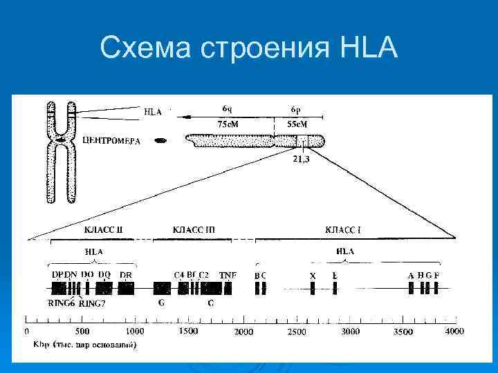 Схема строения HLA 