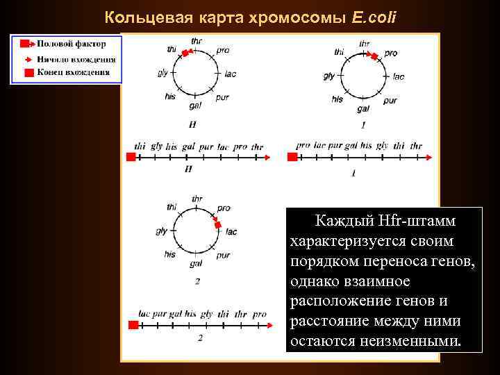 Кольцевая карта хромосомы E. coli Каждый Hfr-штамм характеризуется своим порядком переноса генов, однако взаимное