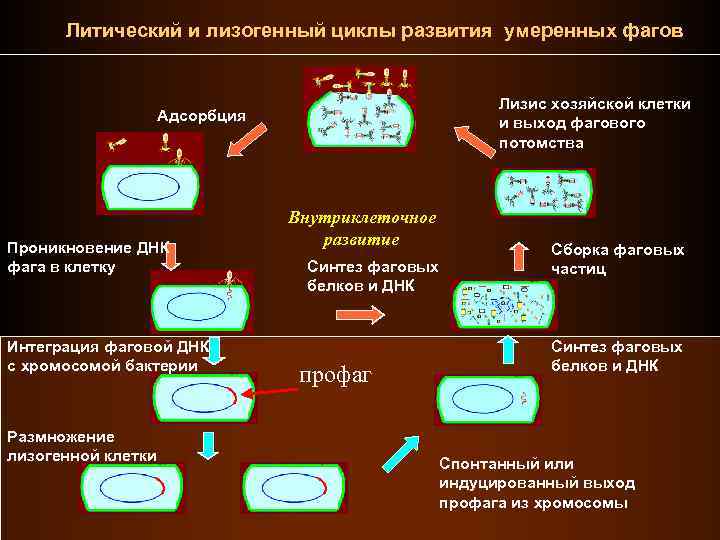 Лизогенный цикл. Лизогенный и литический циклы развития бактериофага. Цикл развития бактериофага. Литический цикл вирусов. Литический жизненный цикл вируса.