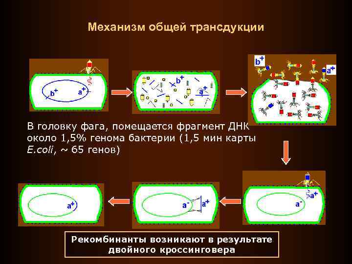 Механизм общей трансдукции В головку фага, помещается фрагмент ДНК около 1, 5% генома бактерии