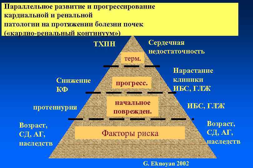 Параллельное развитие и прогрессирование кардиальной и ренальной патологии на протяжении болезни почек ( «кардио-ренальный