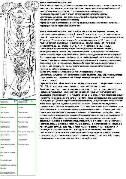 Вегетативная нервная система иннервирует все внутренние органы и ткани, все мышцы, в том числе