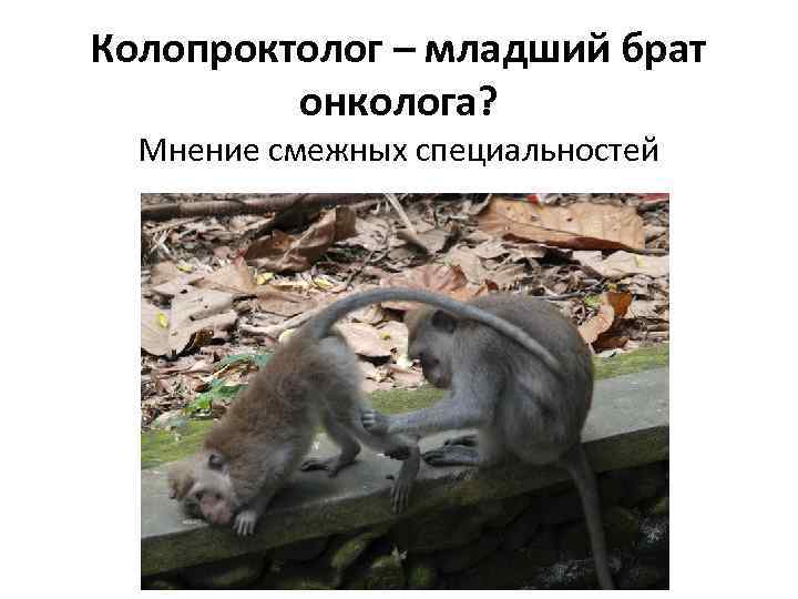 Колопроктолог – младший брат онколога? Мнение смежных специальностей 