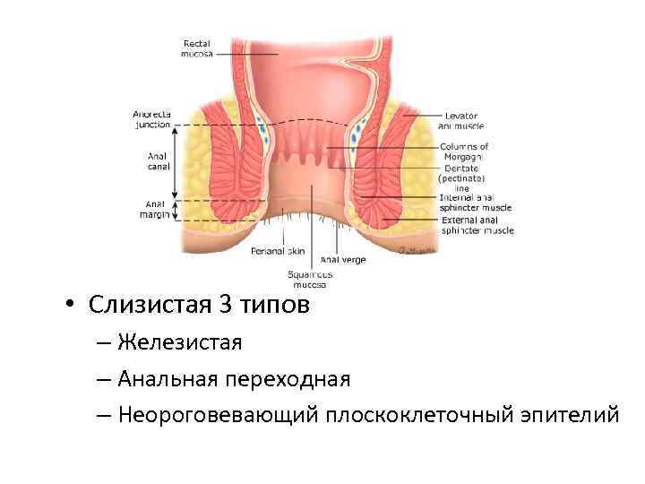  • Слизистая 3 типов – Железистая – Анальная переходная – Неороговевающий плоскоклеточный эпителий