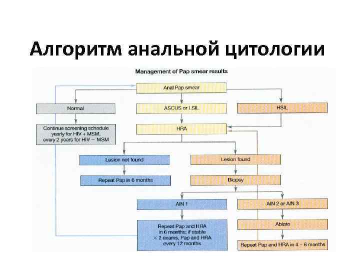 Алгоритм анальной цитологии 