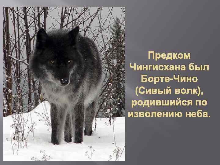 Предком Чингисхана был Борте-Чино (Сивый волк), родившийся по изволению неба. 