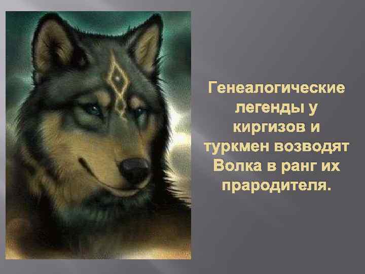 Генеалогические легенды у киргизов и туркмен возводят Волка в ранг их прародителя. 