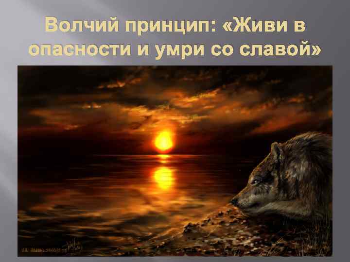 Волчий принцип: «Живи в опасности и умри со славой» 