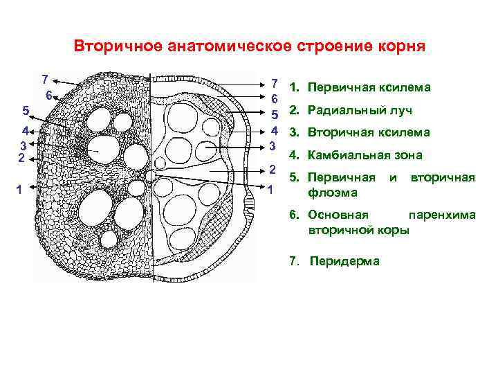 Рисунок первичное строение корня