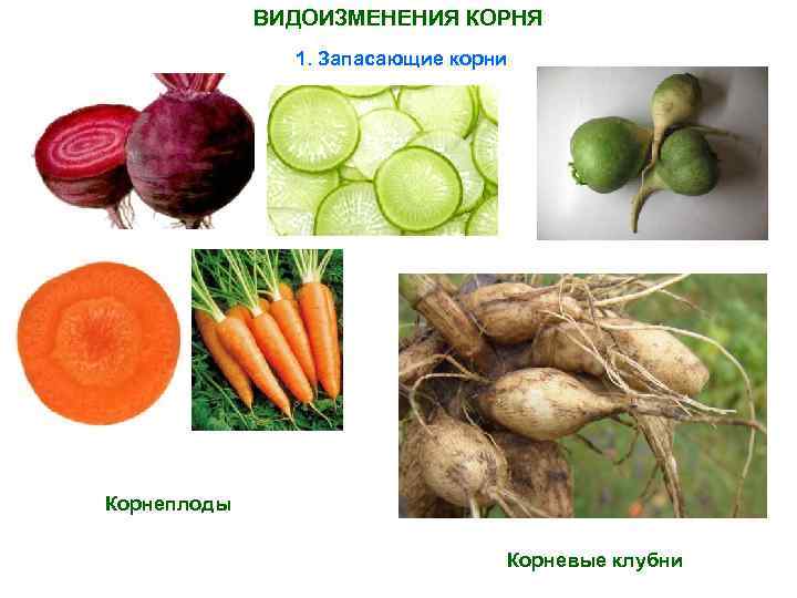 ВИДОИЗМЕНЕНИЯ КОРНЯ 1. Запасающие корни Корнеплоды Корневые клубни 