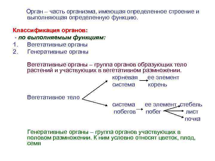 Понятие о вегетативных органах