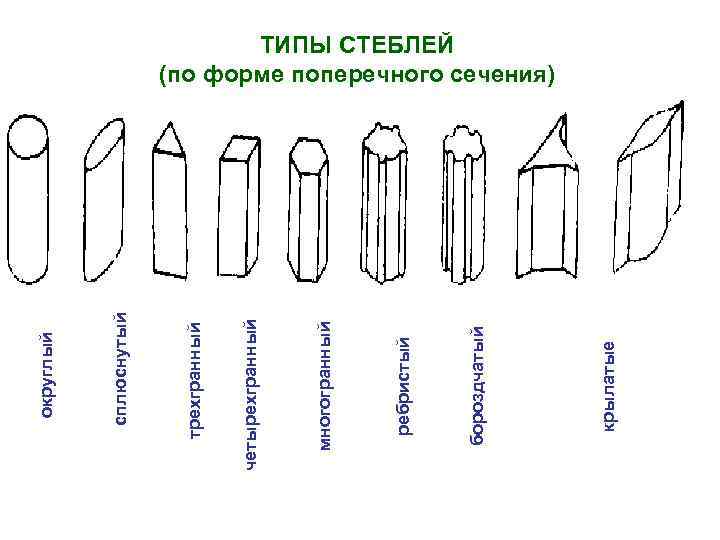 Форма и типы черешков. Форма поперечного сечения стебля. Типы стеблей по поперечному сечению. Типы стеблей по форме поперечного сечения. Форма стебля в поперечном сечении цилиндрическая.