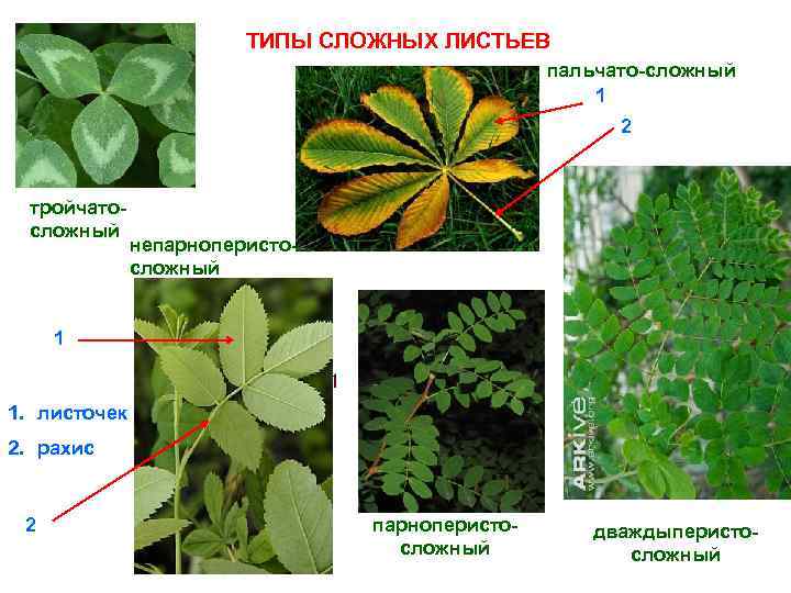 Строение пальчатосложного листа. Перистосложные и пальчатосложные листья. Типы сложных листьев. Строение сложного листа.