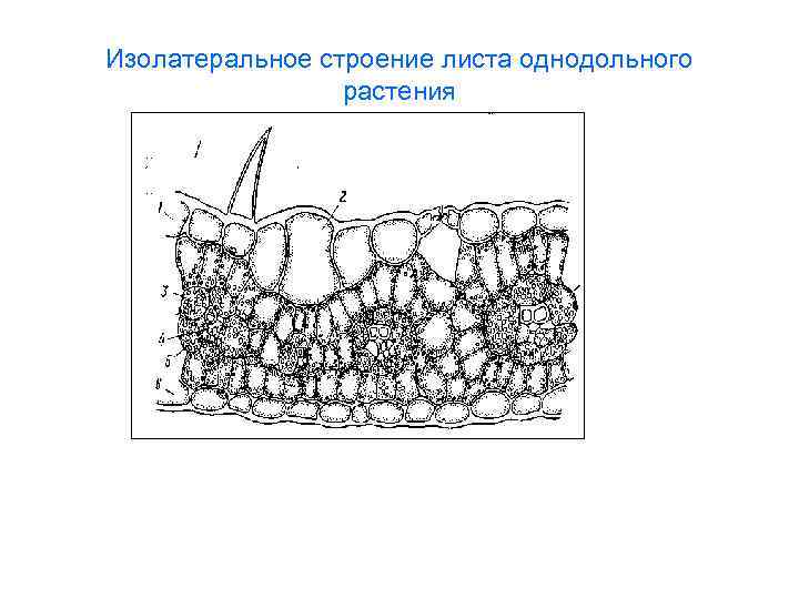 Рисунок внутреннего строения листа