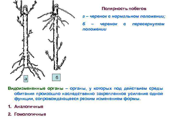 Полярность побегов а – черенок в нормальном положении; б – черенок положении а в