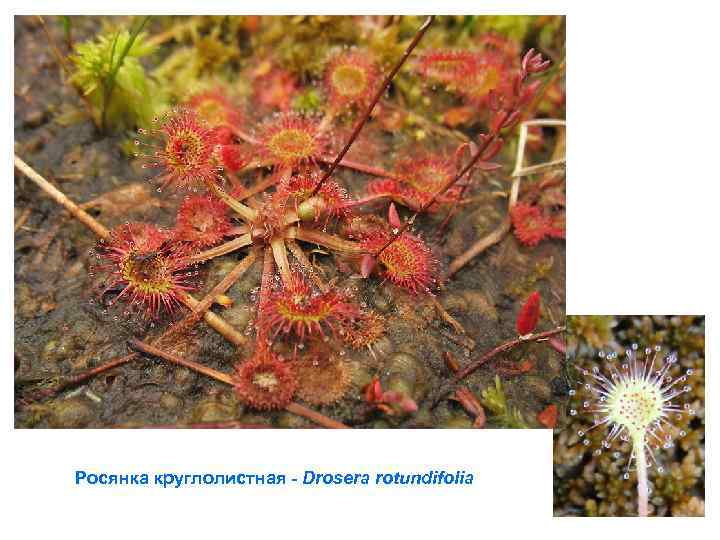 Росянка круглолистная - Drosera rotundifolia 