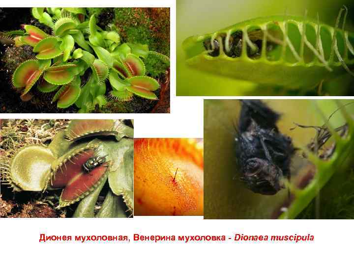 Дионея мухоловная, Венерина мухоловка - Dionaea muscipula 