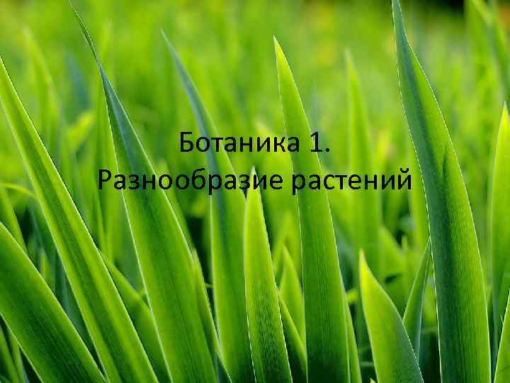 Ботаника 1. Разнообразие растений 