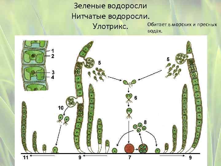 Зеленые водоросли Нитчатые водоросли. Обитает в морских и пресных Улотрикс. водах. 