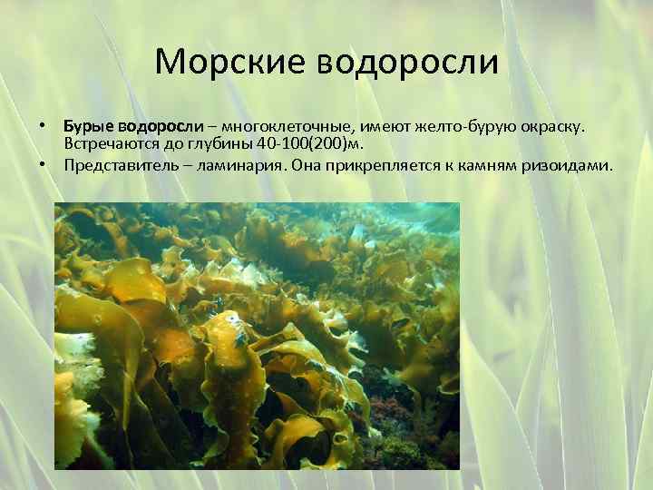 Бурые водоросли имеют корни