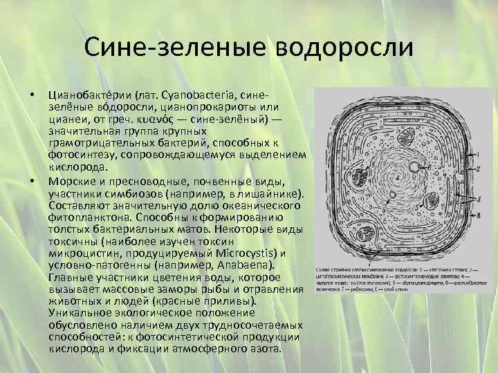 Сине-зеленые водоросли • • Цианобакте рии (лат. Cyanobacteria, синезелёные во доросли, цианопрокариоты или цианеи,