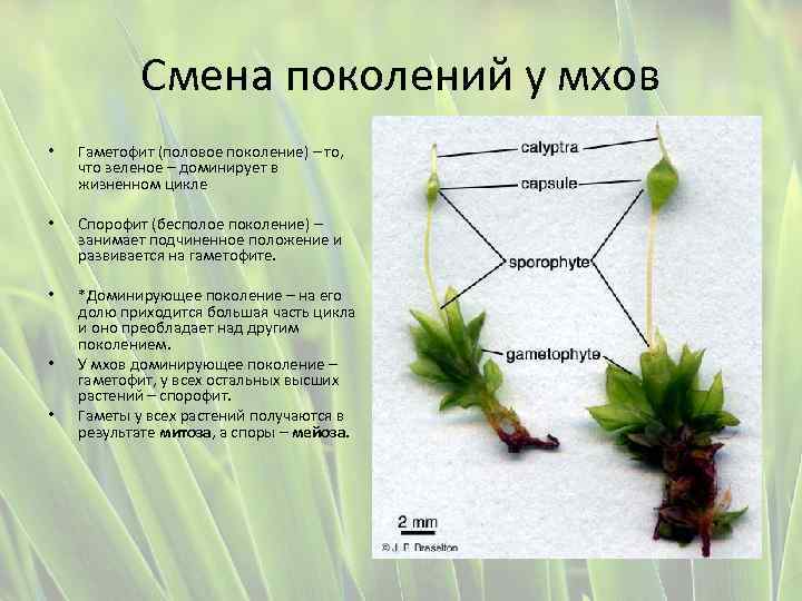Гаметофит зеленых водорослей чем представлен