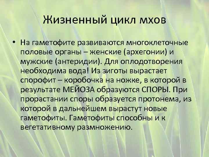 Жизненный цикл мхов • На гаметофите развиваются многоклеточные половые органы – женские (архегонии) и