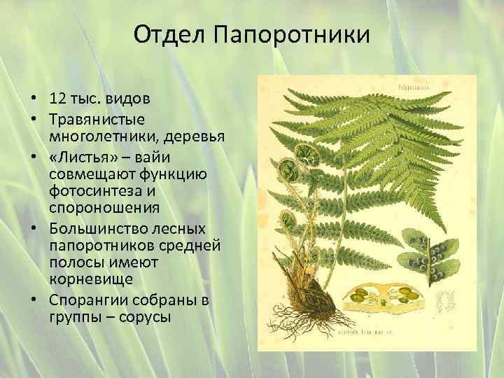 Отдел Папоротники • 12 тыс. видов • Травянистые многолетники, деревья • «Листья» – вайи